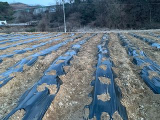 백용구님의 두릅 · 영농일지 작성글 사진