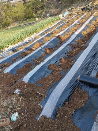 최병우님의 고구마 · 영농일지 작성글 사진