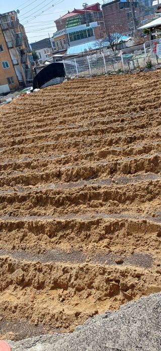 산골마님님의 기타작물 · 영농일지 작성글 사진