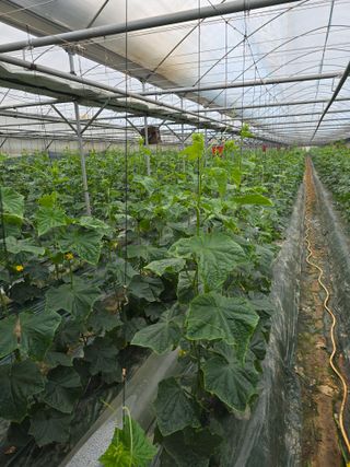 조영숙님의 오이 · 영농일지 작성글 사진