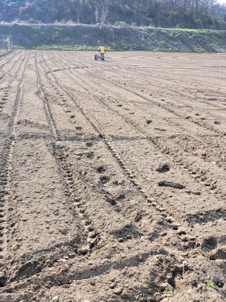 좋은인연원님의 파 · 영농일지 작성글 사진