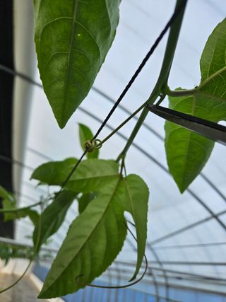 박미라님의 기타작물 · 영농일지 작성글 사진