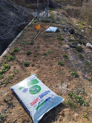 최병우님의 고구마 · 영농일지 작성글 사진