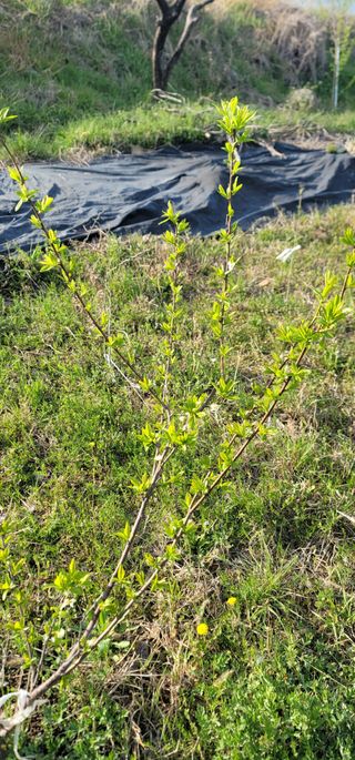 박종화님의 기타작물 · 영농일지 작성글 사진