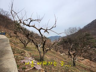 단감당감님의 감 · 영농일지 작성글 사진