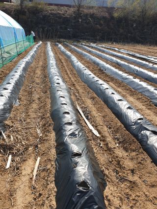 샤이니바다님의 기타작물 · 영농일지 작성글 사진