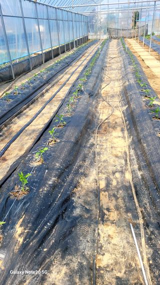 제주농부님의 고추 · 영농일지 작성글 사진