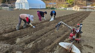 김남근님의 감자 · 영농일지 작성글 사진