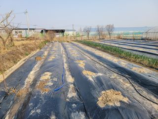 노경자님의 마늘 · 영농일지 작성글 사진