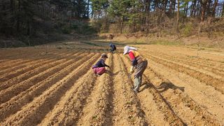 김남근님의 옥수수 · 영농일지 작성글 사진