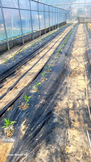 제주농부님의 고추 · 영농일지 작성글 사진