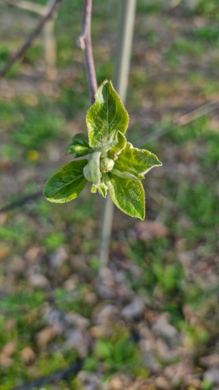 오금빛사과농장님의 기타작물 · 영농일지 작성글 사진