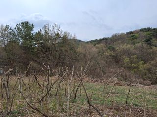 수기님의 두릅 · 영농일지 작성글 사진