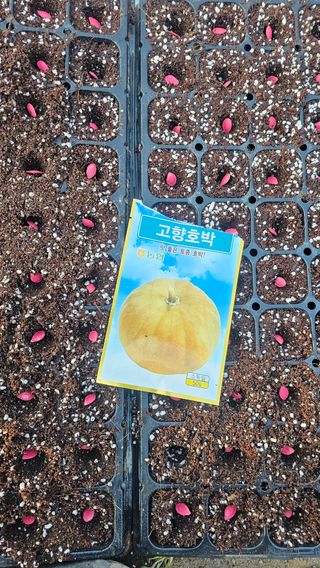 배성은365님의 호박 · 영농일지 작성글 사진