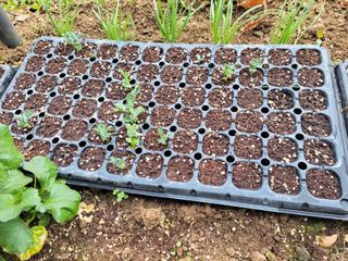 김홍중님의 기타작물 · 영농일지 작성글 사진