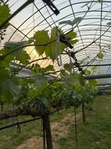 팜모닝 포도·영농일지 게시글 이미지