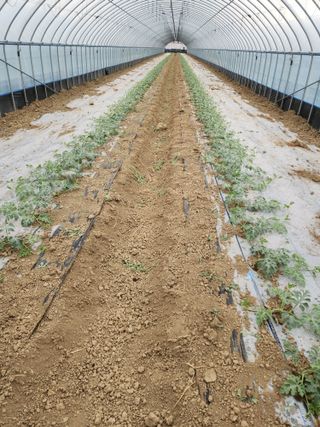 김저팔계님의 기타작물 · 영농일지 작성글 사진