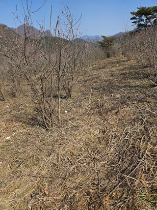 손용재님의 기타작물 · 영농일지 작성글 사진