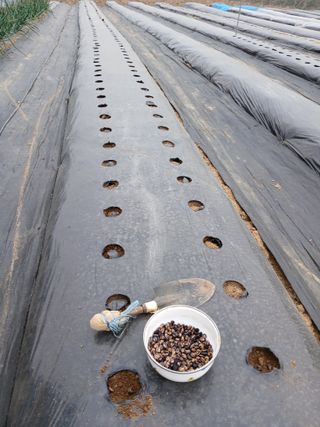 백영호님의 기타작물 · 영농일지 작성글 사진