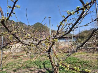 정진필님의 기타작물 · 영농일지 작성글 사진