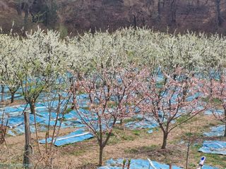이원영님의 기타작물 · 영농일지 작성글 사진