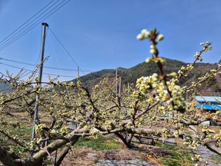 정진필님의 기타작물 · 영농일지 작성글 사진