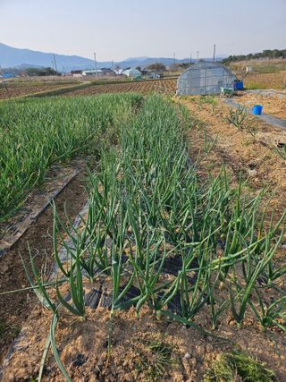 유명숙님의 기타작물 · 영농일지 작성글 사진