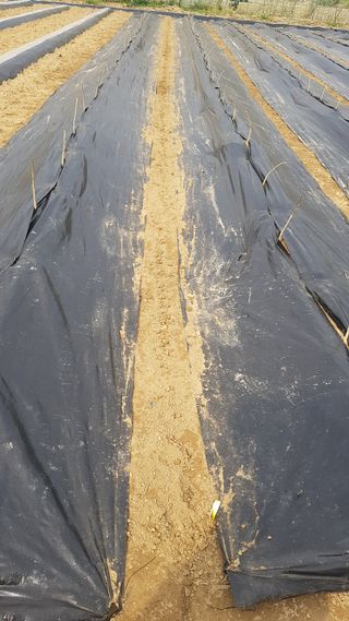 최춘득 청대산 님의 기타작물 · 영농일지 작성글 사진