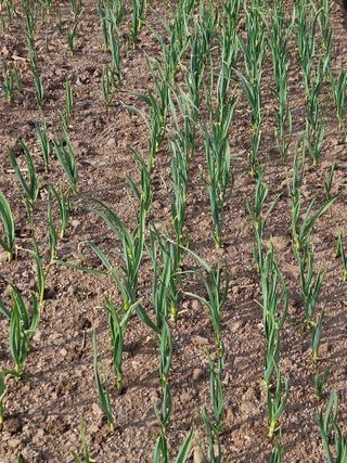 김주희님의 기타작물 · 영농일지 작성글 사진