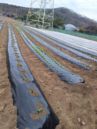 마늘25328님의 기타작물 · 영농일지 작성글 사진