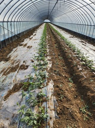 김저팔계님의 기타작물 · 영농일지 작성글 사진