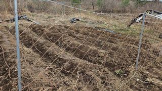 ogapiall님의 감자 · 영농일지 작성글 사진