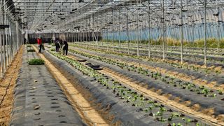 김명숙님의 오이 · 영농일지 작성글 사진