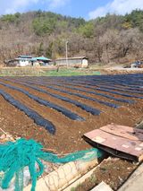 팜모닝 기타작물·영농일지 게시글 이미지