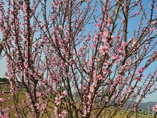 유명숙님의 기타작물 · 영농일지 작성글 사진