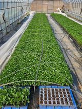 팜모닝 기타작물·영농일지 게시글 이미지