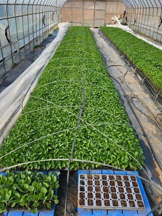 김주희님의 기타작물 · 영농일지 작성글 사진