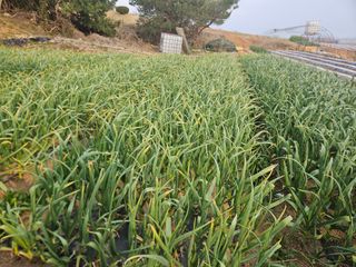 김균율님의 마늘 · 영농일지 작성글 사진