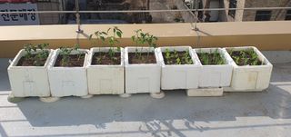 오늘도행복님의 고추 · 영농일지 작성글 사진