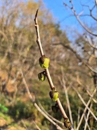 큐체리원님의 기타작물 · 영농일지 작성글 사진