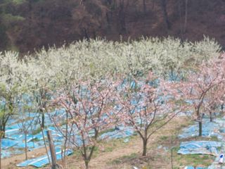 이원영님의 기타작물 · 영농일지 작성글 사진