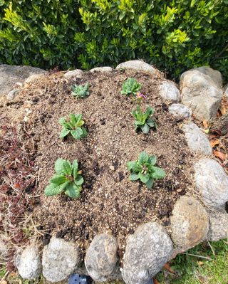 이영식님의 기타작물 · 영농일지 작성글 사진