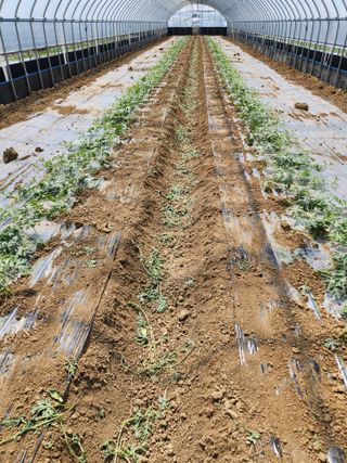 김저팔계님의 기타작물 · 영농일지 작성글 사진