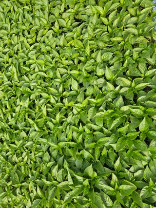 김주희님의 기타작물 · 영농일지 작성글 사진