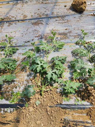 김저팔계님의 기타작물 · 영농일지 작성글 사진