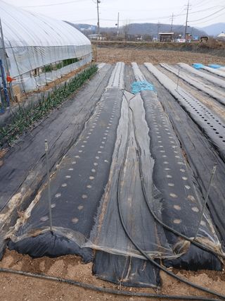 백영호님의 기타작물 · 영농일지 작성글 사진