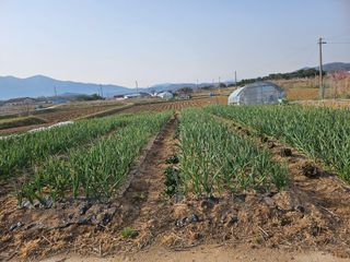 유명숙님의 기타작물 · 영농일지 작성글 사진