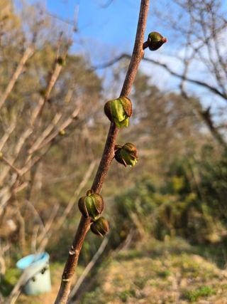 큐체리원님의 기타작물 · 영농일지 작성글 사진