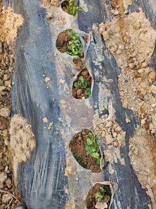 유명숙님의 기타작물 · 영농일지 작성글 사진