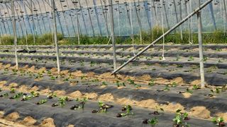 김명숙님의 오이 · 영농일지 작성글 사진